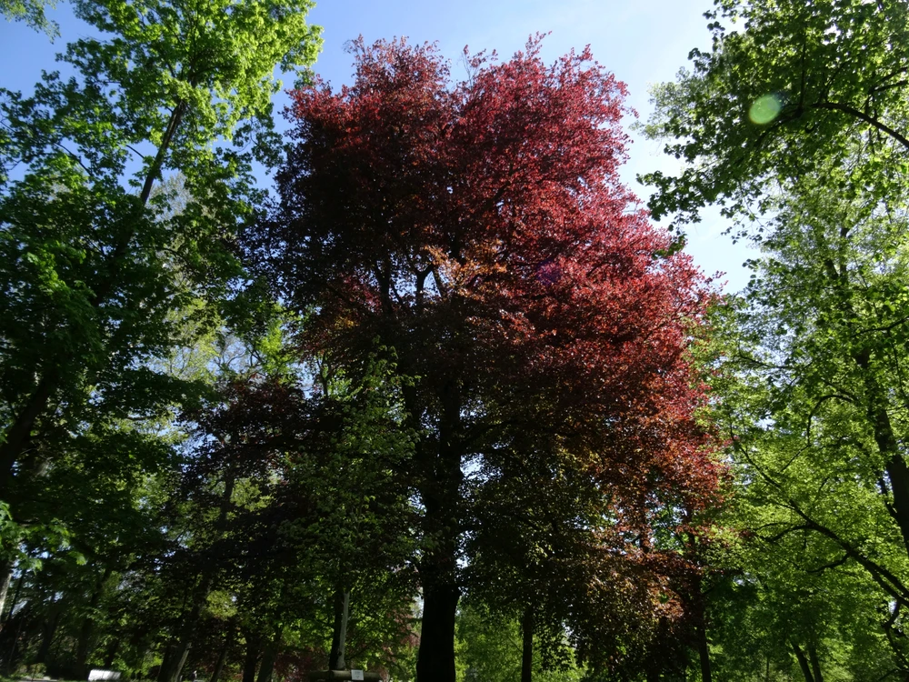 Image uploaded by Roman