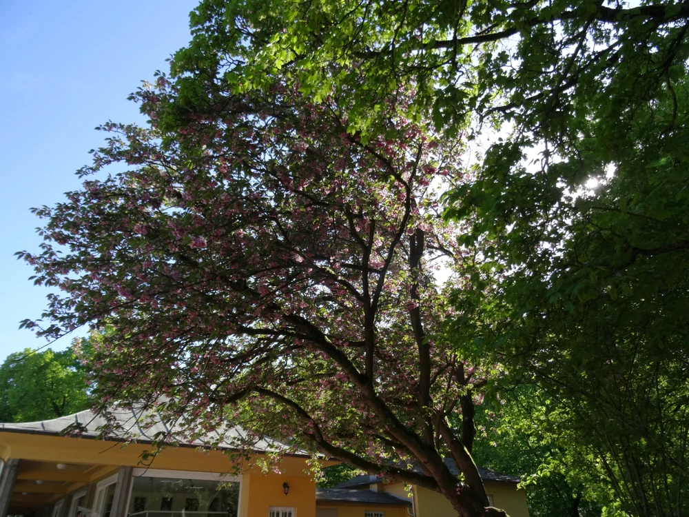 Image uploaded by Roman