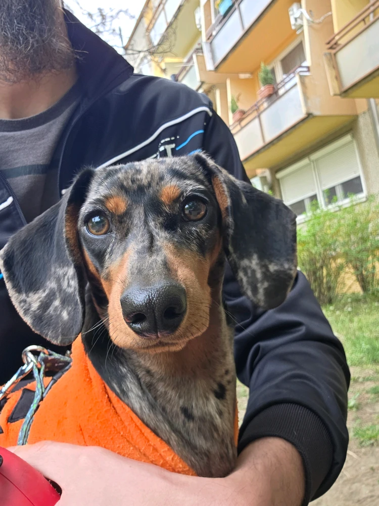 GIF tso los ntawm Fazekas Norbert