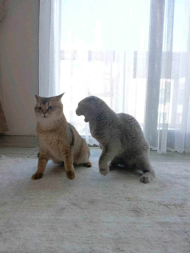 GIF uploaded by Uğur