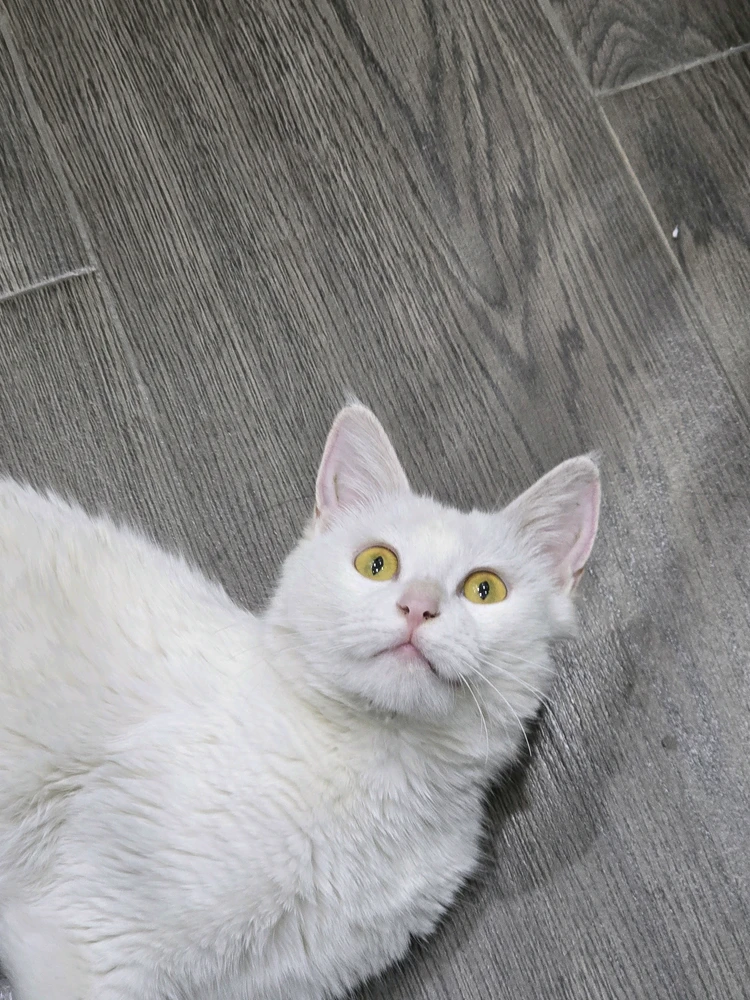GIF uploaded by Ozoda