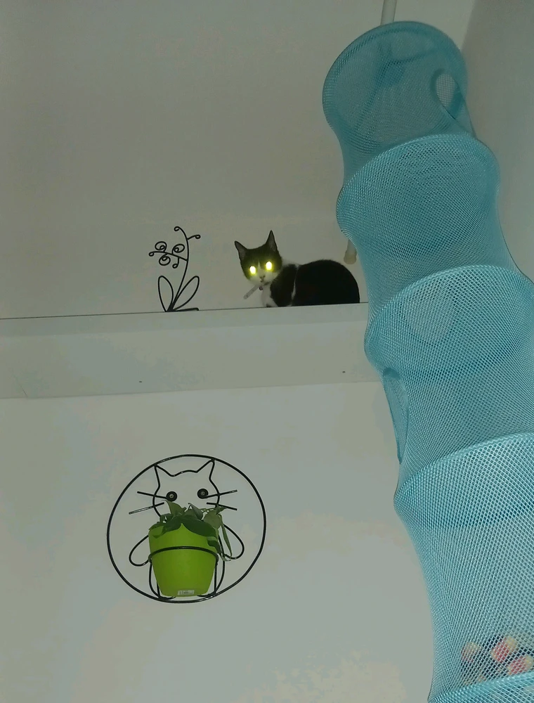 GIF nahrál Svatava