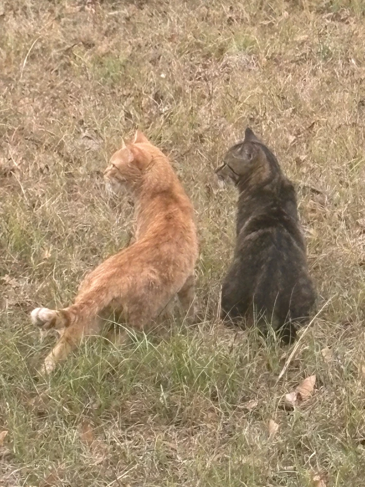 GIF uploaded by Budskii