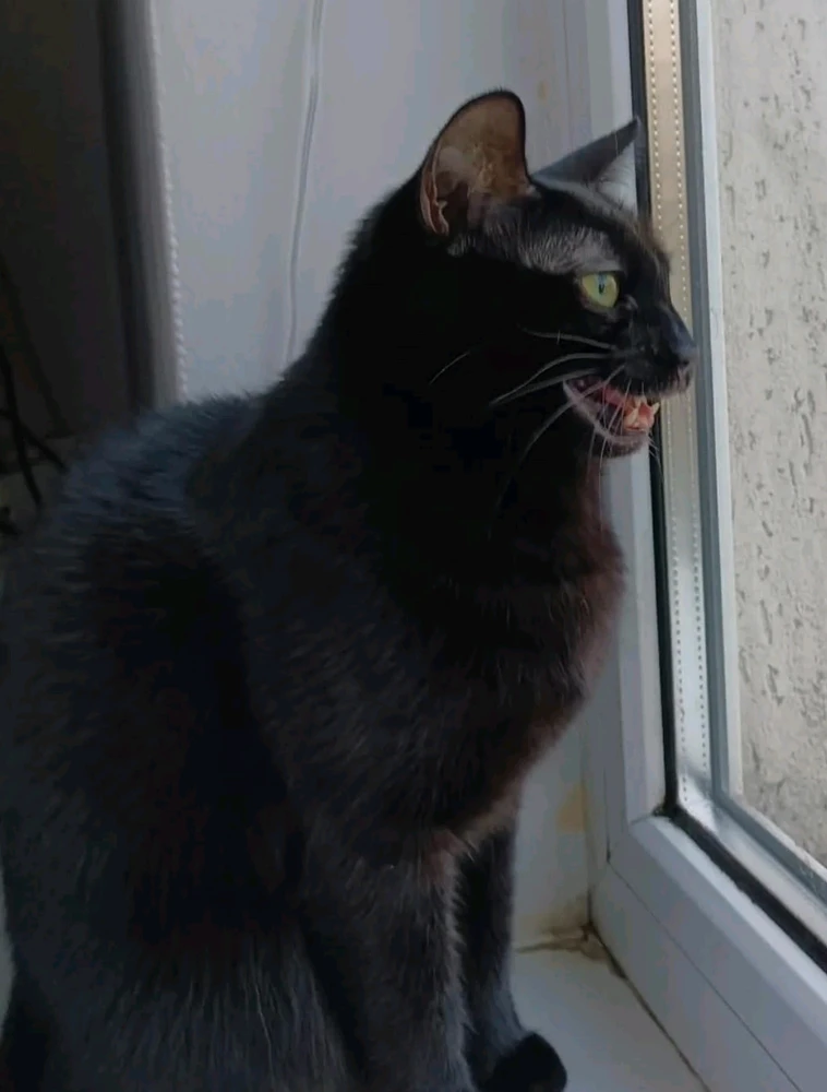 GIF încărcat de Sorina
