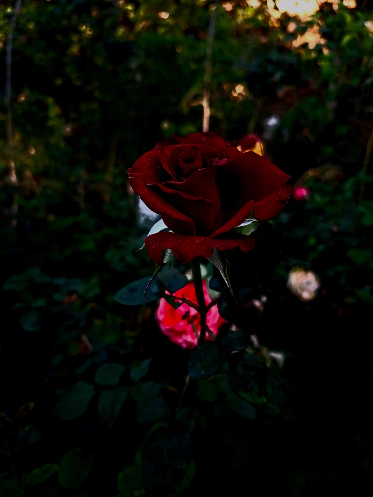 GIF uploaded by Velvet