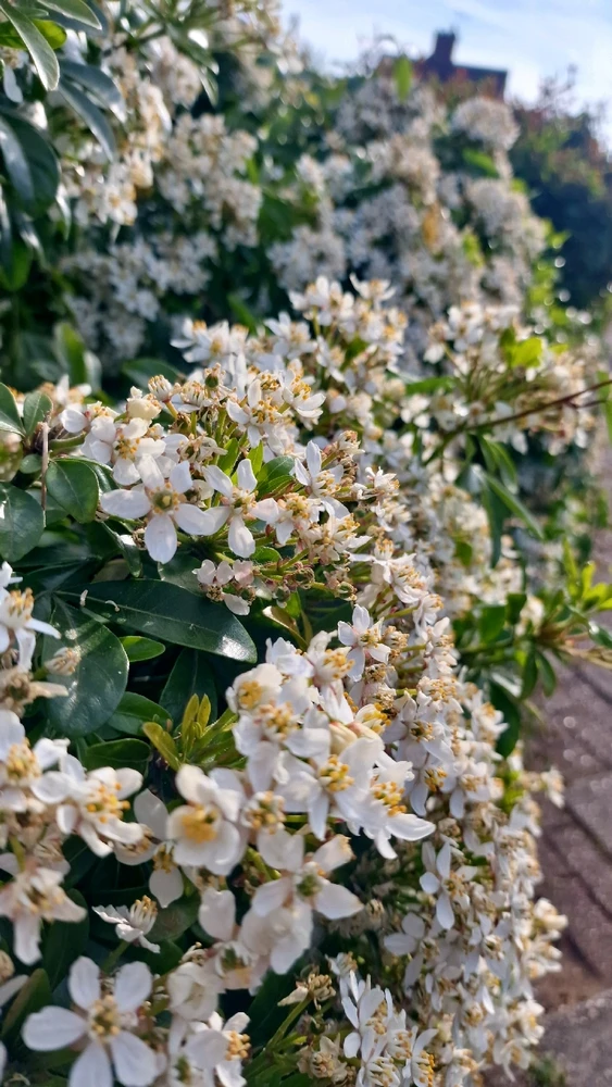 Image uploaded by Bhuvan