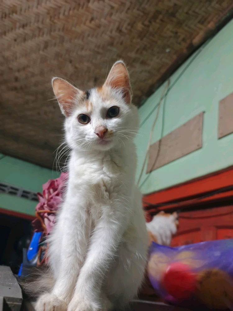 GIF diunggah oleh Ahmad Rouf