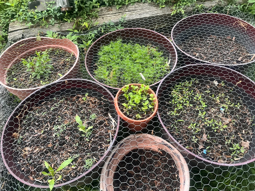 Herbs