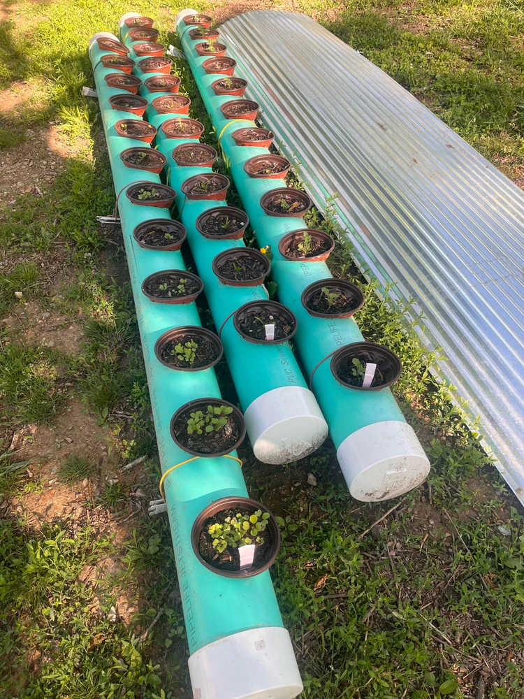 Arugula, spinach, kale