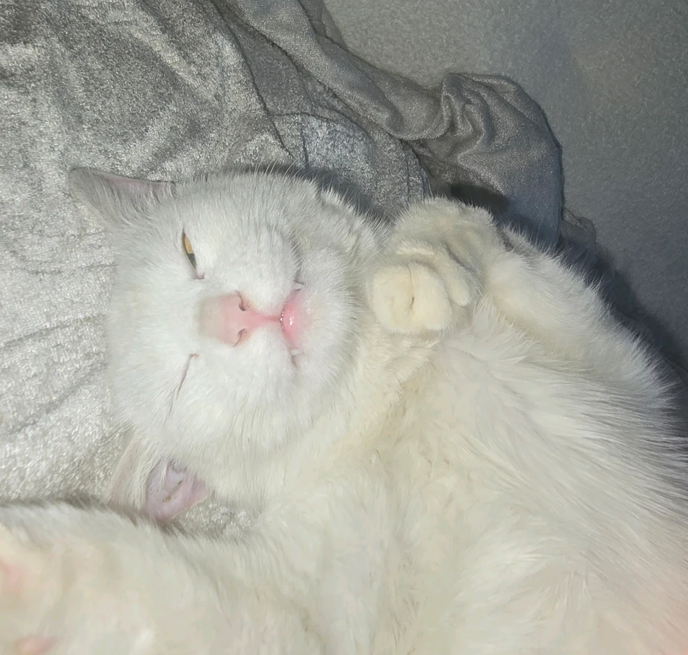 GIF uploaded by Ozoda