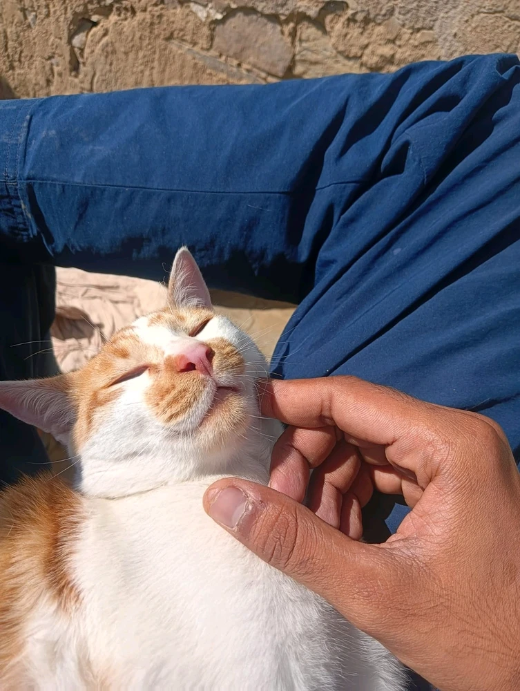 Image uploaded by Akhalesh
