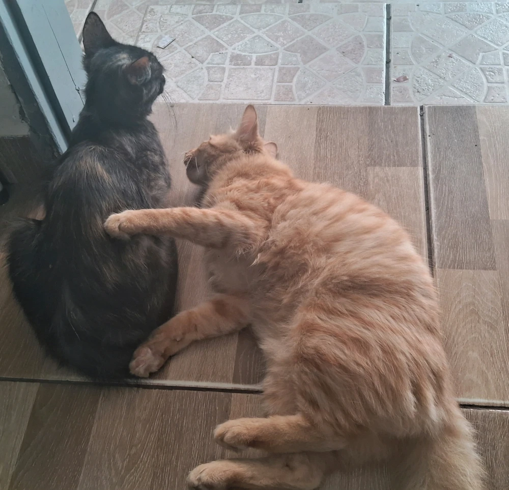 GIF uploaded by Kelme