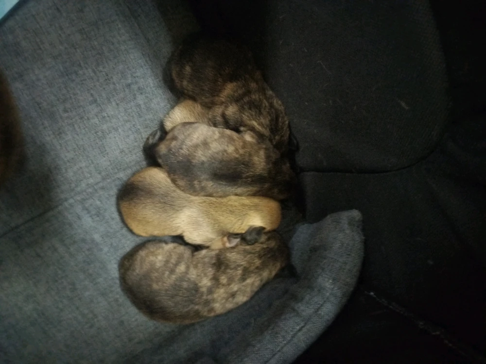 1 week old