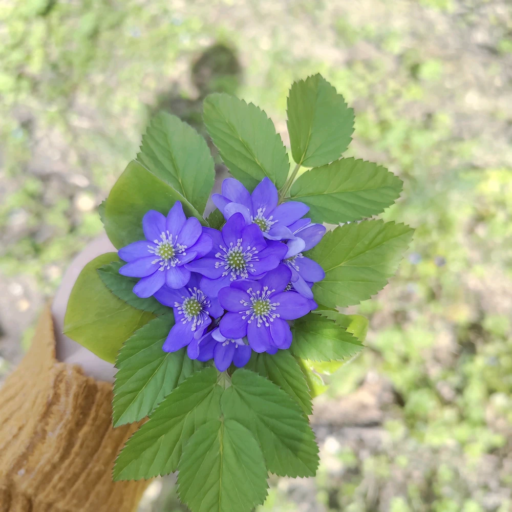 Image uploaded by Sofija