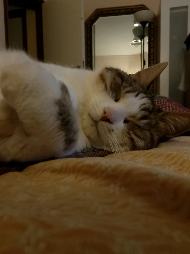 Image uploaded by Mr Nice