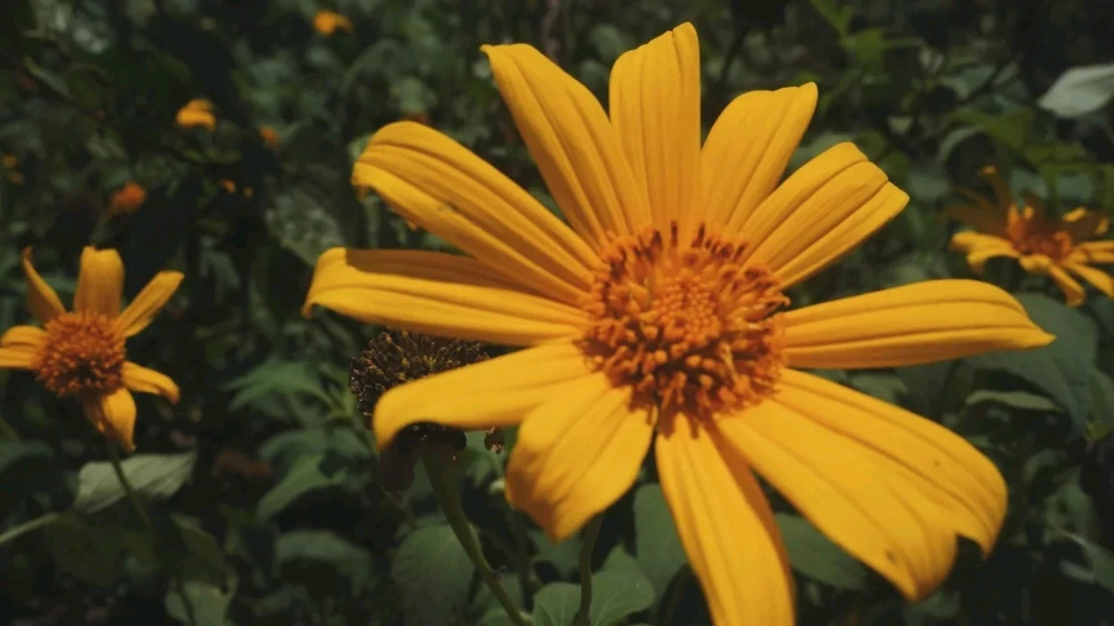 #yellow