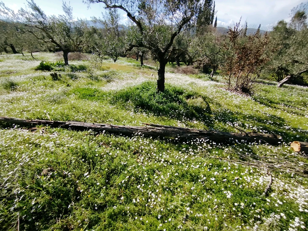 Image uploaded by Αναστασης