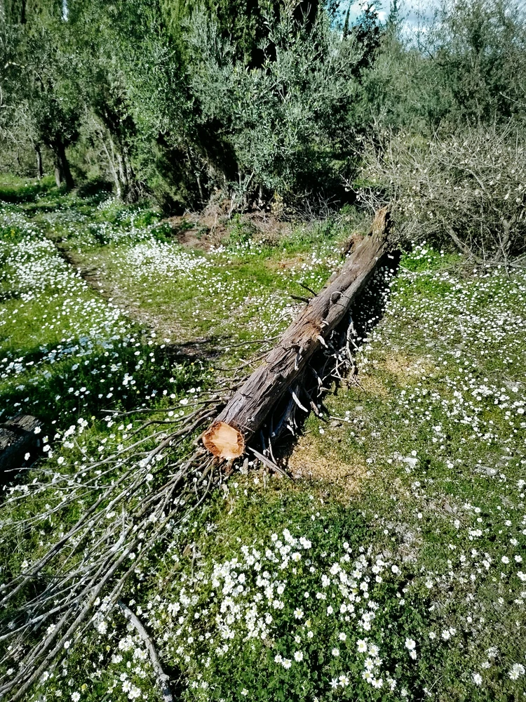 Image uploaded by Αναστασης
