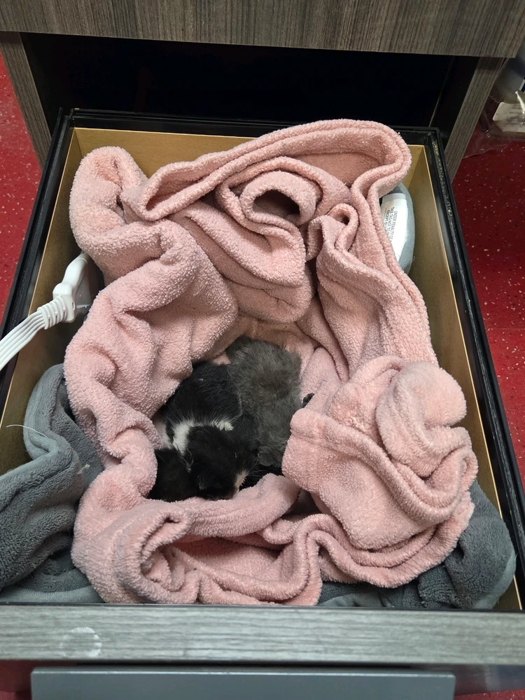 GIF uploaded by Miles