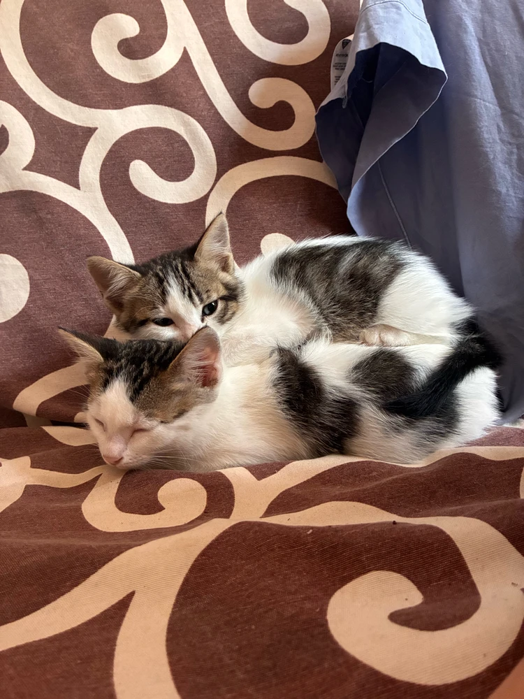 GIF uploaded by Nikol
