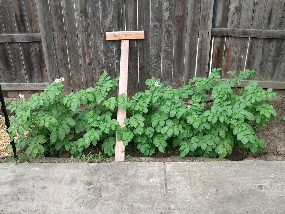 Bed contents: 5 Yukon Gold potatoes, 5 onions, 5 garlic plants(died)