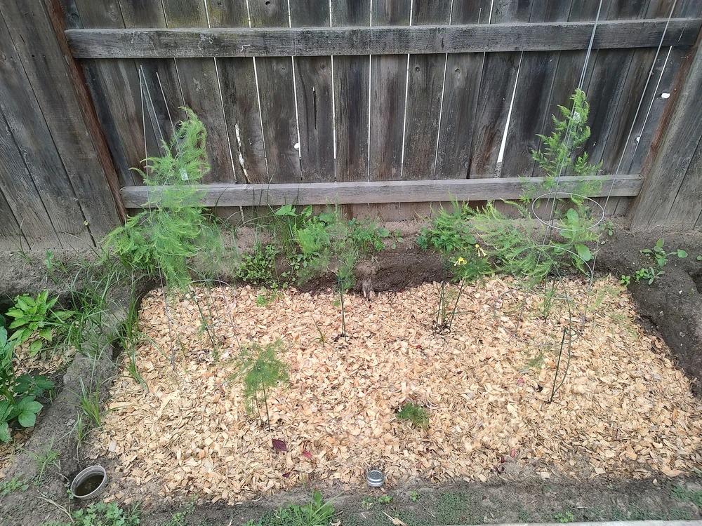 Bed contents: 7 asparagus root balls