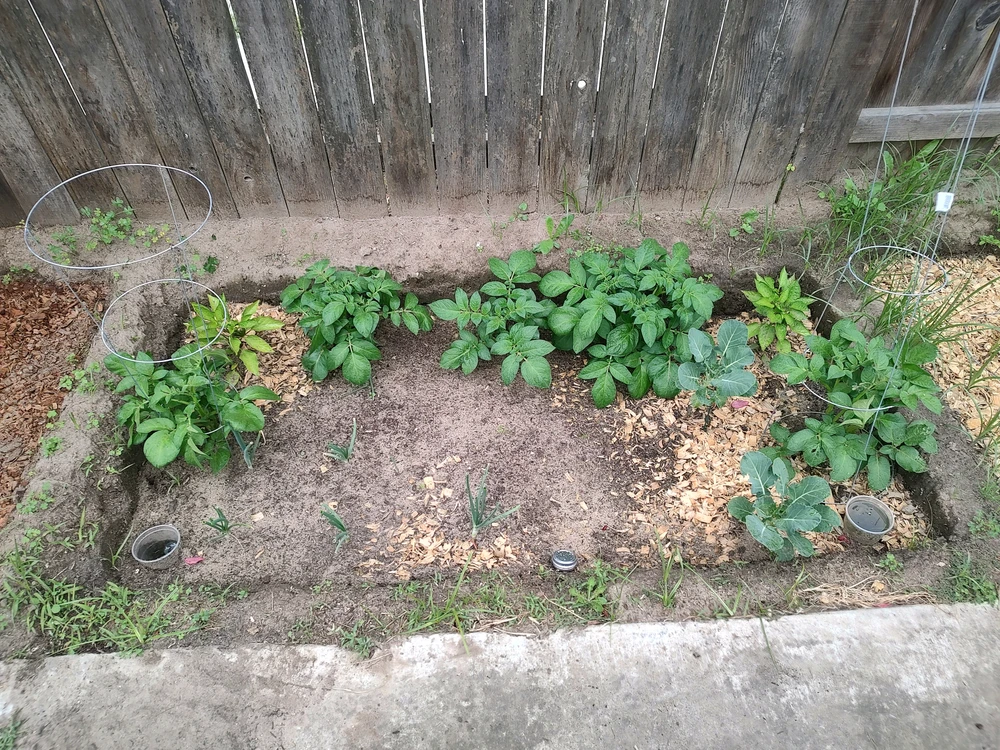 Bed contents: 5 russet potatos(both bell peppers transplanted), 2 broccoli donated by MJC Campus nursery, 5 onions, 5 carrots