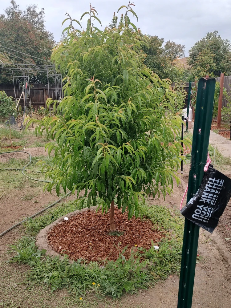 Red Barron peach tree