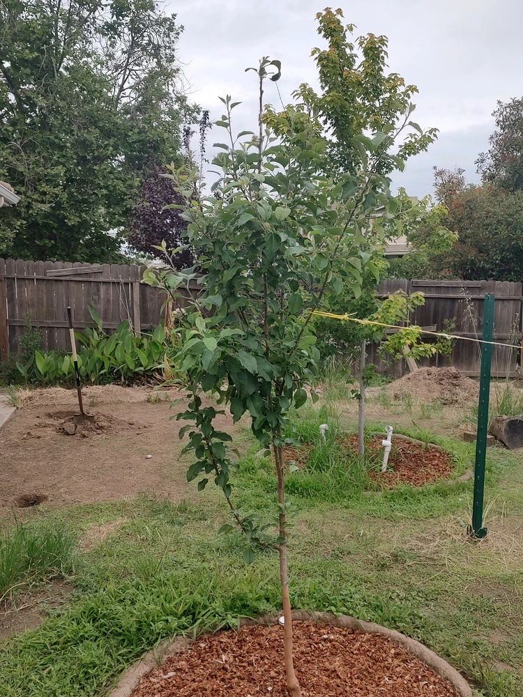 Fuji apple tree
