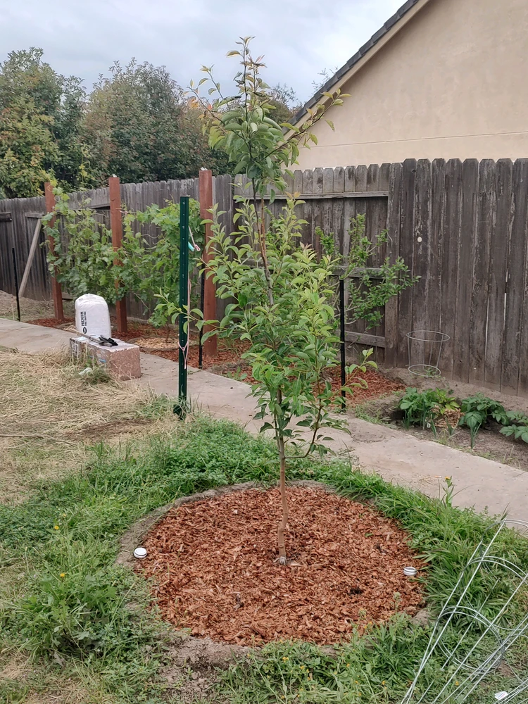 Pear tree (forgot varent, will post later)