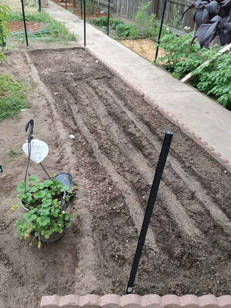 Strawberry patch (with Farrow) and corn bed (flat)