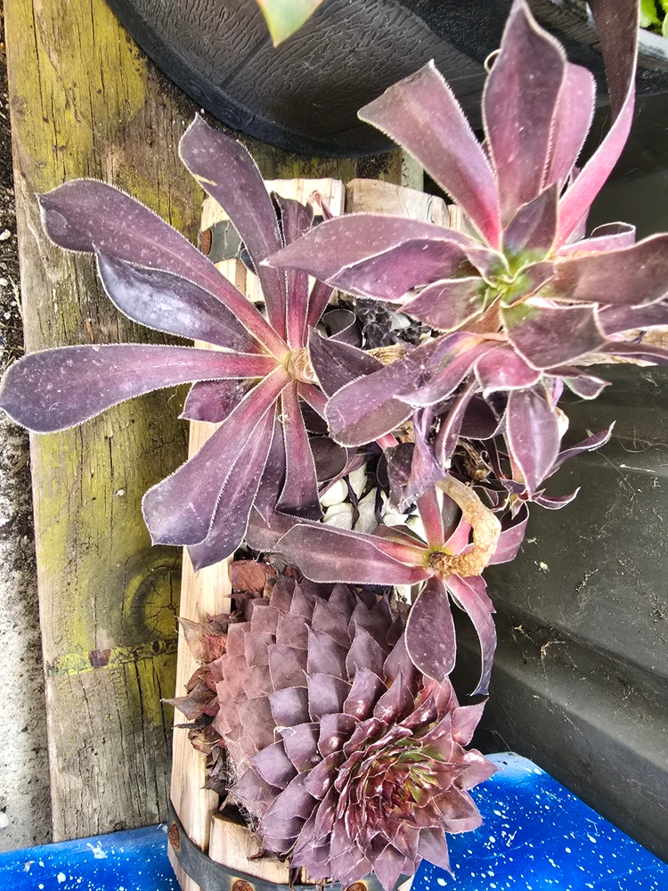 Image uploaded by DeanO