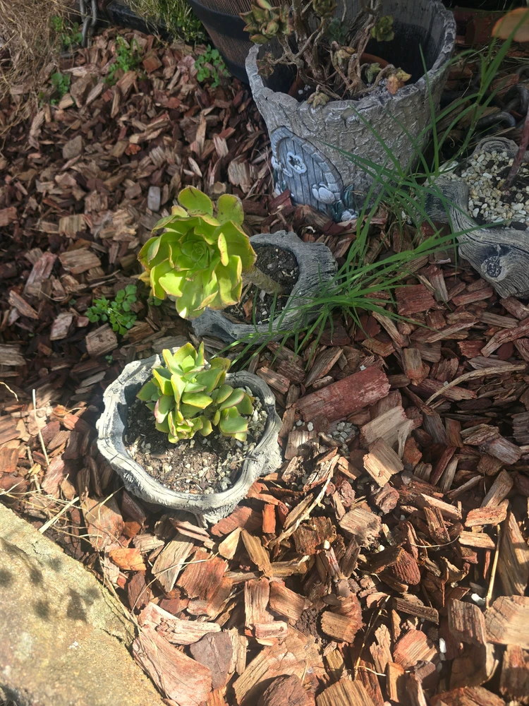 Image uploaded by DeanO