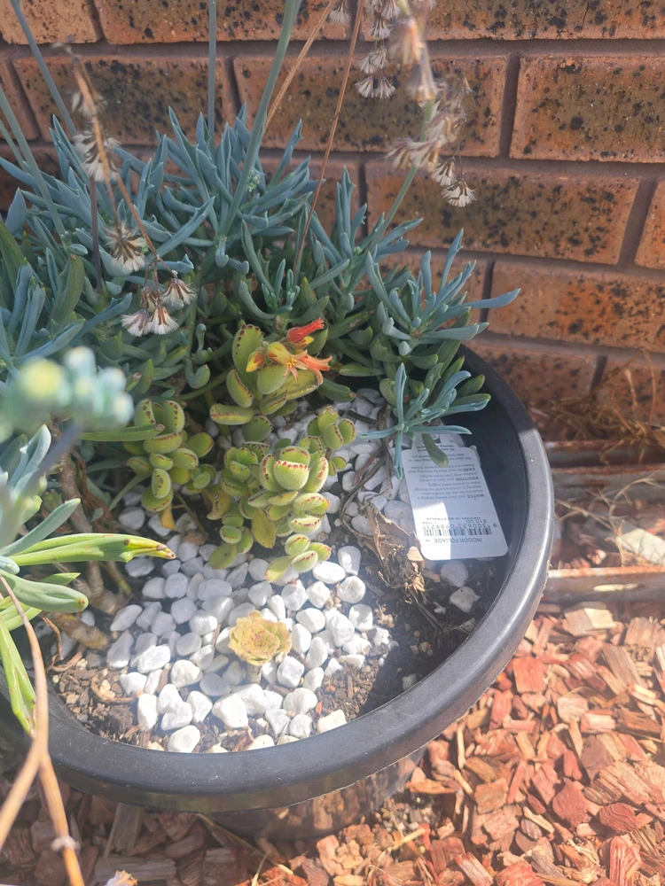 Image uploaded by DeanO