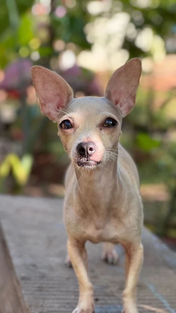 Su nombre el canela 