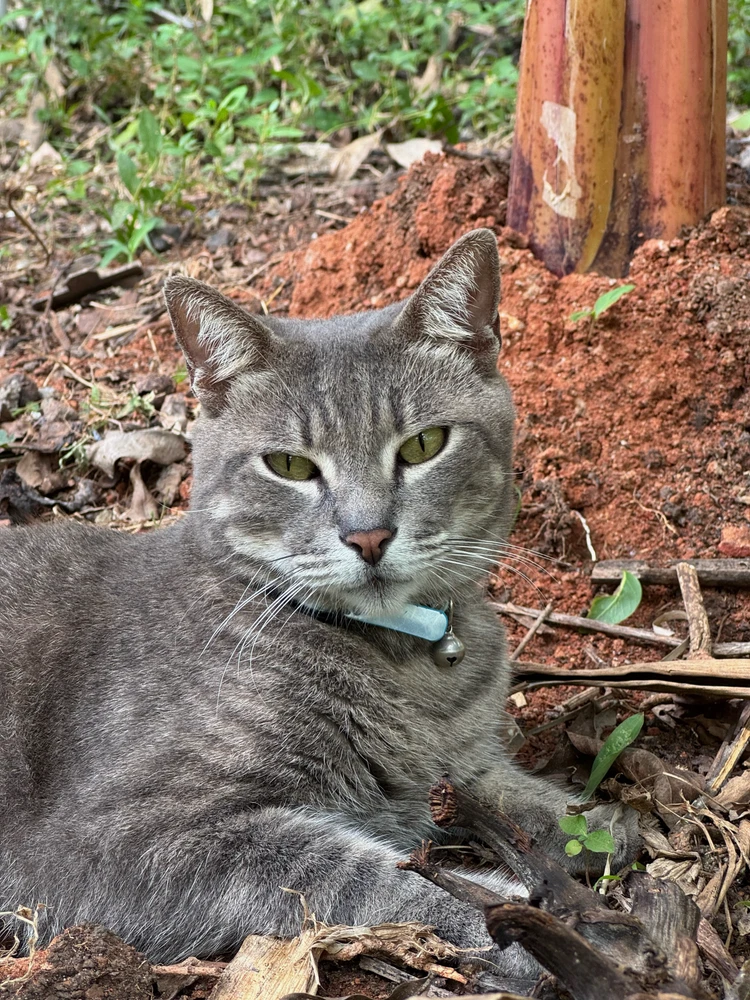El nombre del mishi es ashen
