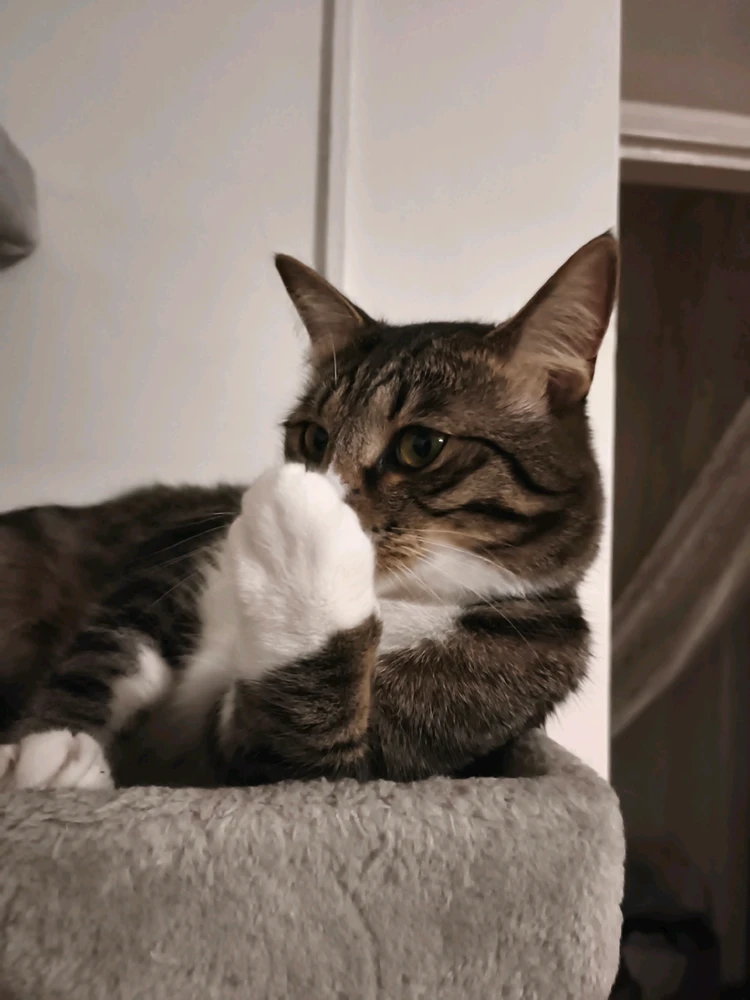 GIF nahrál Nika