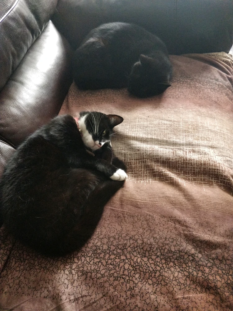 GIF uploaded by DezzieDee