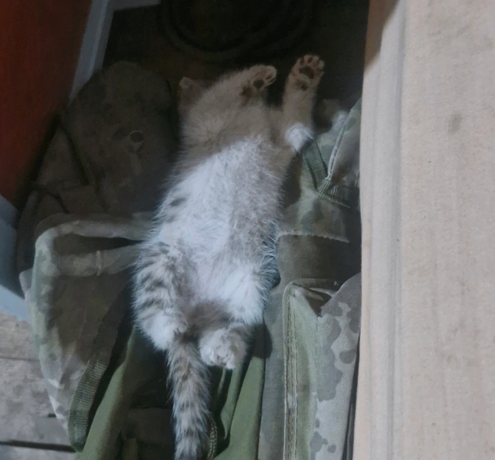 GIF uploaded by Mamedov