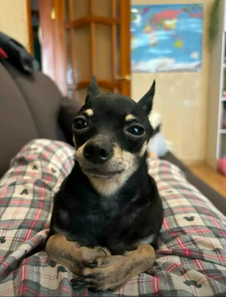 GIF uploaded by Rodrigo