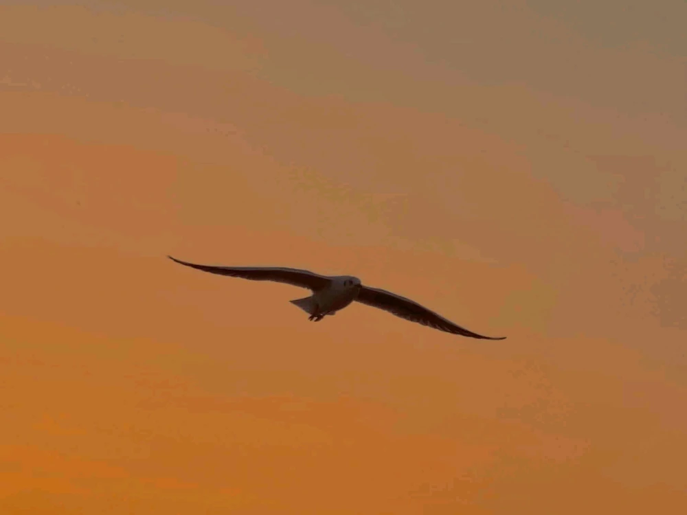 GIF uploaded by Atul
