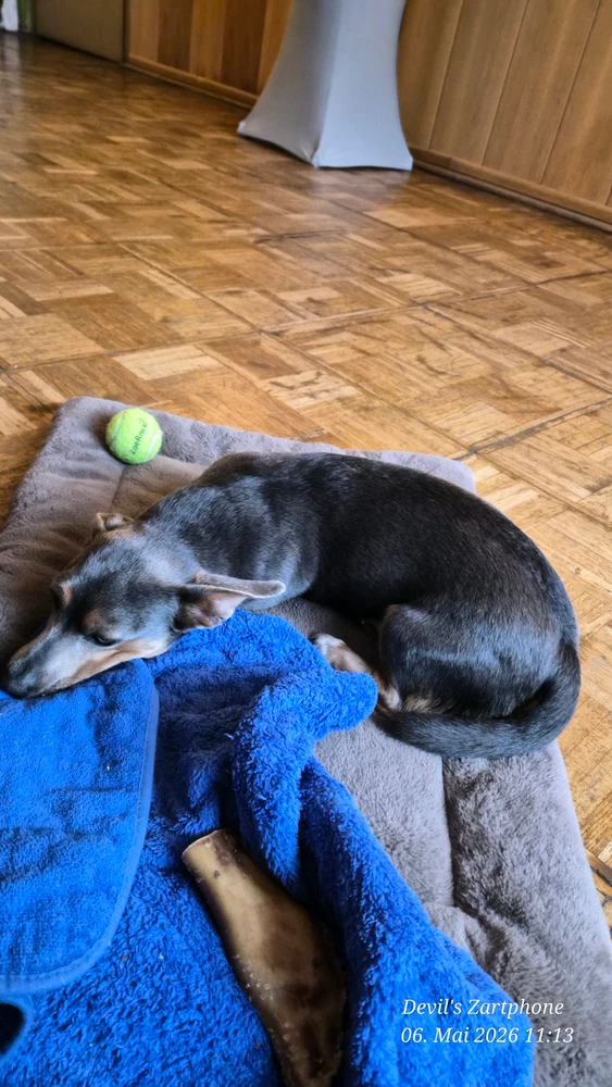 GIF hochgeladen von Devil