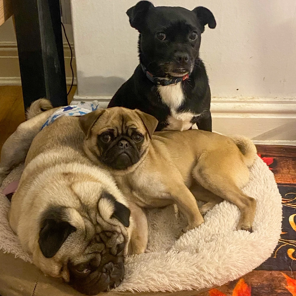Teddy, Treata and Evory