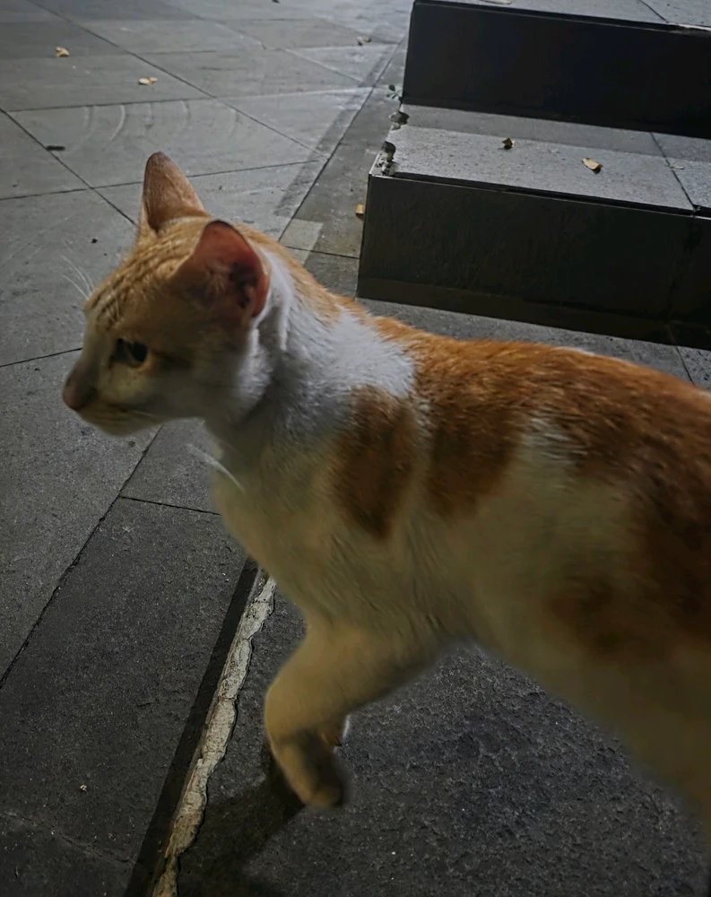 Image uploaded by Tama