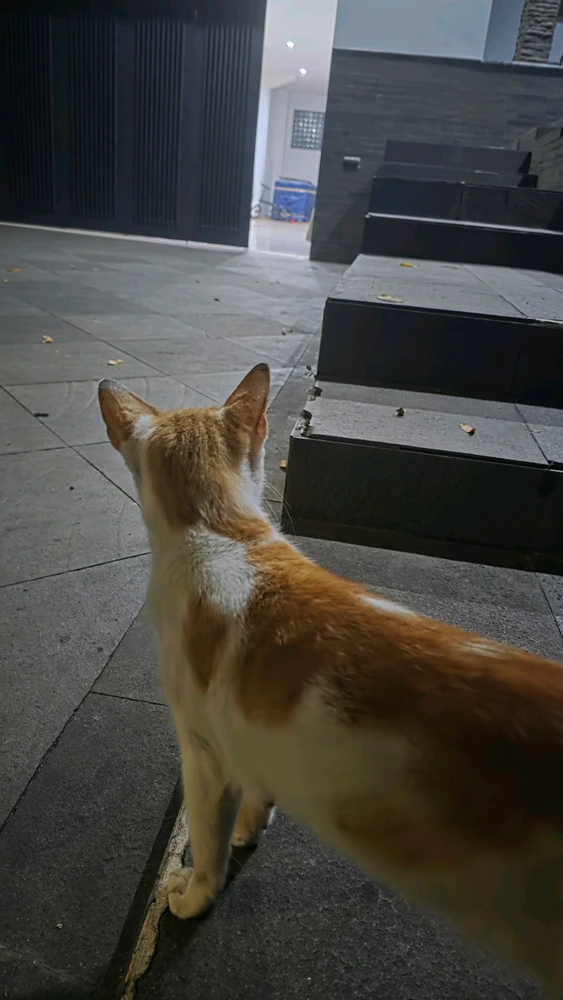 Image uploaded by Tama