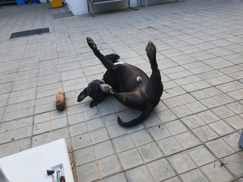GIF subido por Celso
