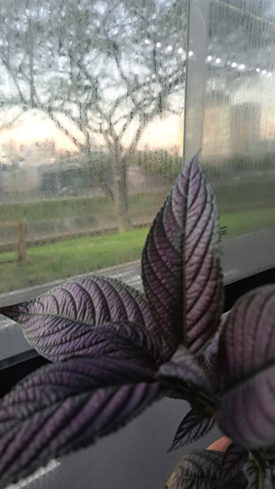 GIF uploaded by Bruno Leonardo