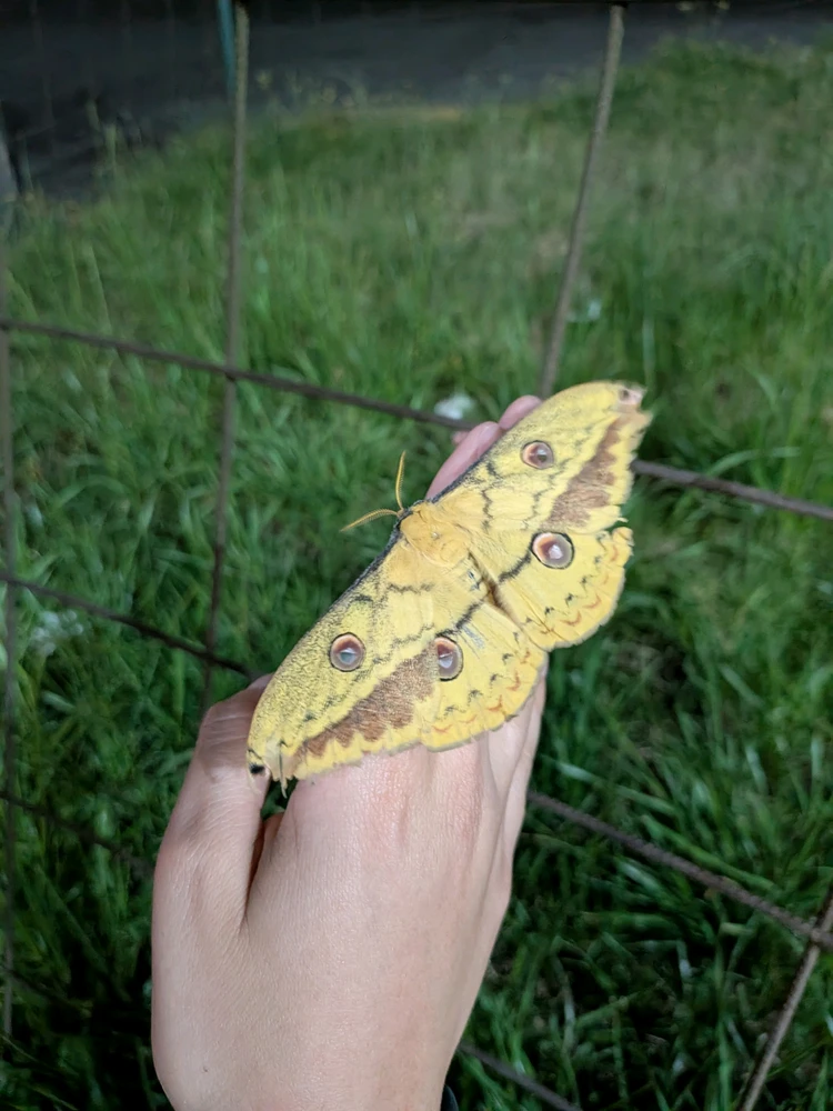 Image uploaded by Arilis