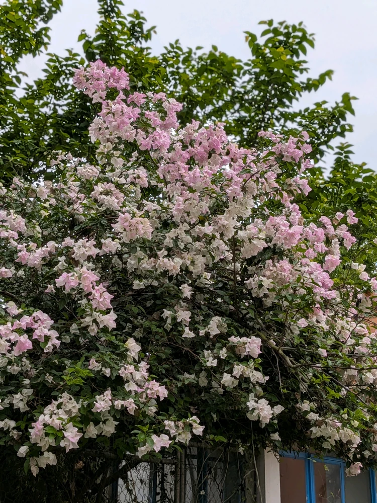 Image uploaded by Arilis