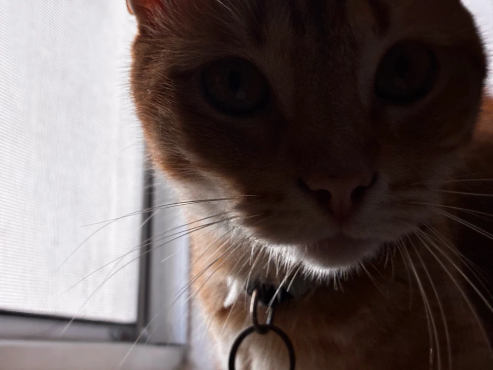 Image uploaded by Jupi